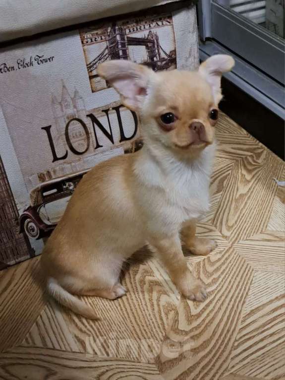 Собаки в Ростове-на-Дону: Девочки чихуахуа  Девочка, 55 000 руб. - фото 4