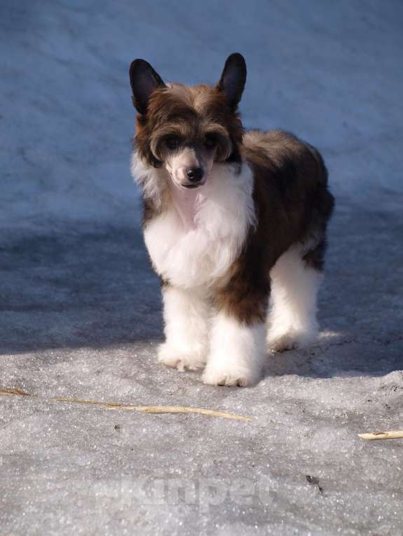 Собаки в Липецке: Пуховый мальчик Мальчик, 20 000 руб. - фото 4