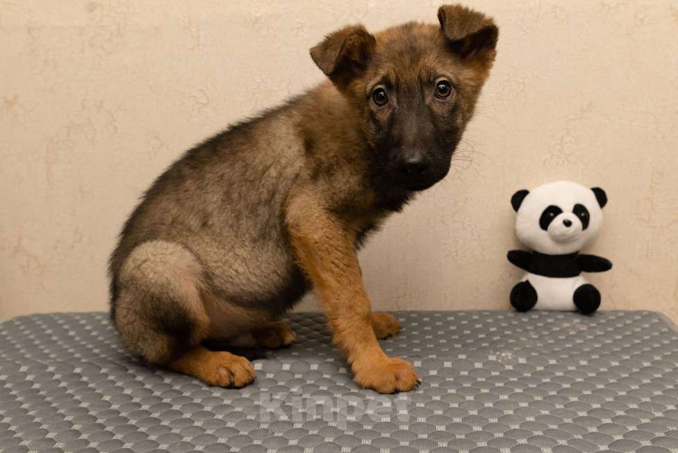 Собаки в Москве: Джой будет вам другом Мальчик, Бесплатно - фото 4