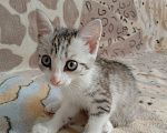 Кошки в Кургане: ❗ отдам котенка в добрые руки ❗ Девочка, Бесплатно - фото 2