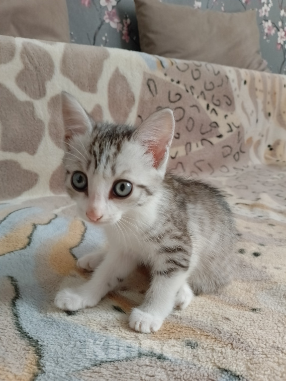 Кошки в Кургане: ❗ отдам котенка в добрые руки ❗ Девочка, Бесплатно - фото 2