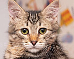 Кошки в Москве: Красавец Вениамин, ласковый и умный котенок-подросток в добрые руки Мальчик, Бесплатно - фото 5