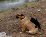 Собаки в Ангарске: Ищем жениха, Бесплатно - фото 9