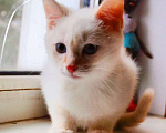 Кошки в Болхове: Тайские котята, 5 000 руб. - фото 7