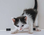 Кошки в Москве: 2 очаровательных котенка в дар, Бесплатно - фото 4