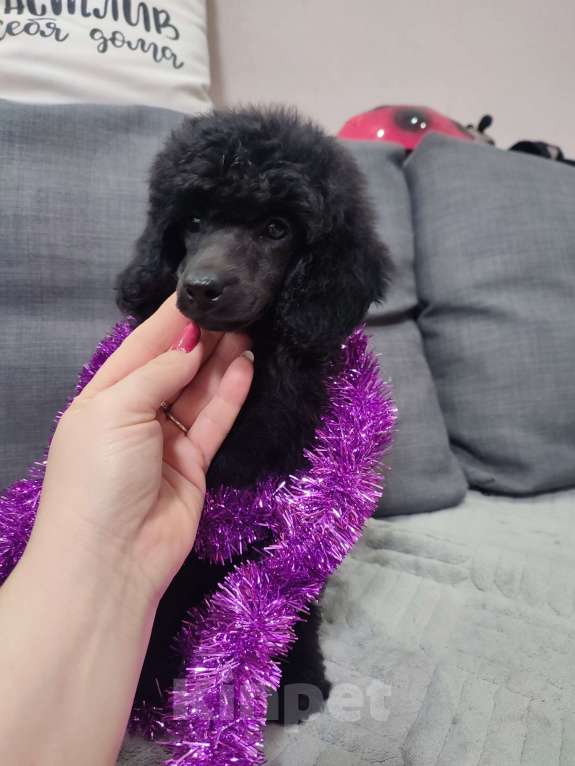Собаки в других городах Московской области: Щенки пуделя малого и миниатюрного Мальчик, 70 000 руб. - фото 2