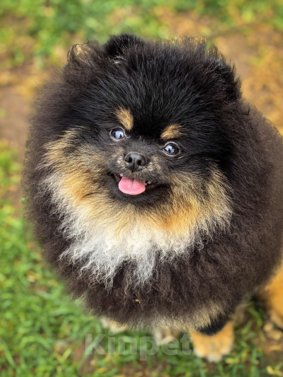 Собаки в Москве: Черно  подпалый медведь 🐻  Мальчик, 180 000 руб. - фото 5