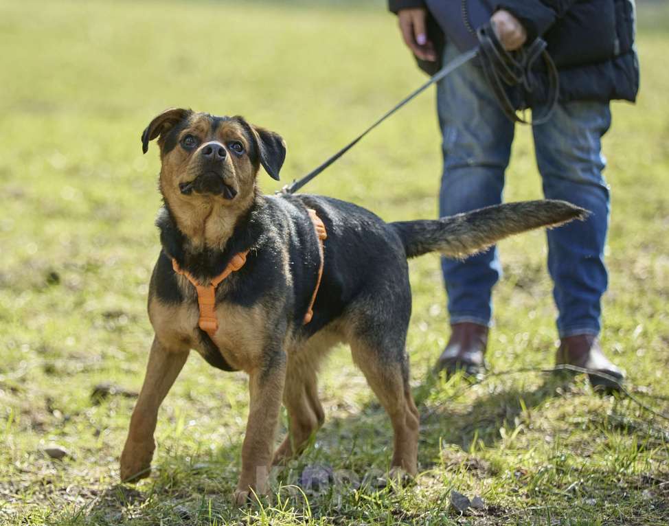 Собаки в Москве: Пёс в добрые руки Мальчик, Бесплатно - фото 6