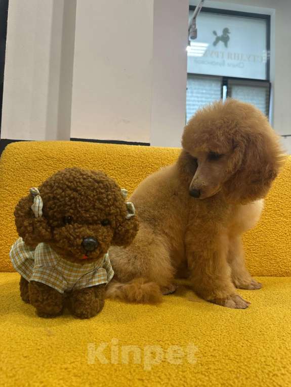 Собаки в Москве: Щенки малого пуделя Девочка, Бесплатно - фото 3