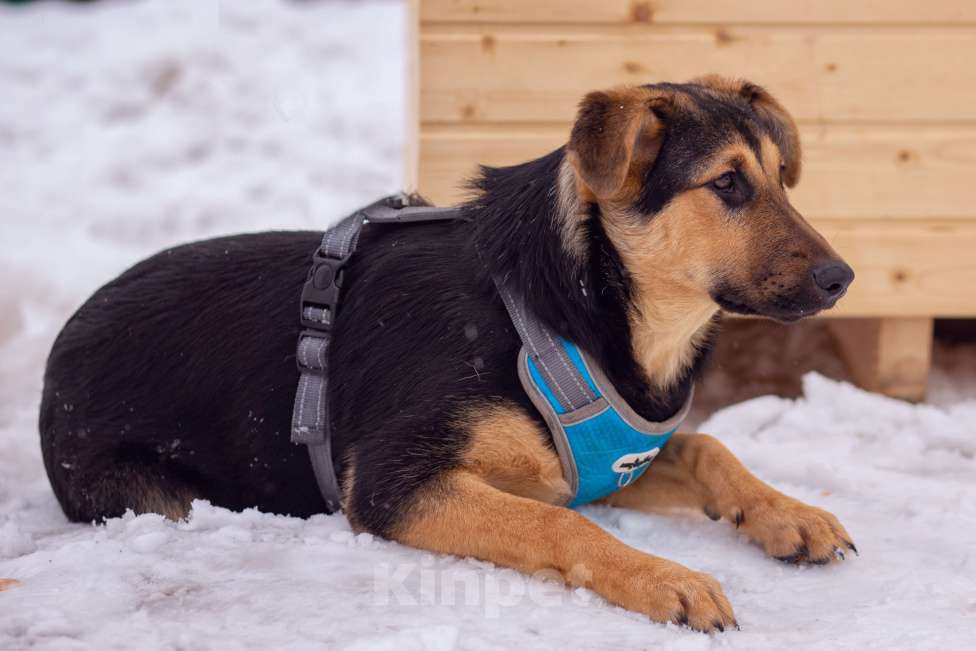 Собаки в Москве: щенок Чупа в добрые руки Девочка, Бесплатно - фото 5