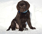 Собаки в Химках: Щенки лабрадора шоколадного окраса Мальчик, 70 000 руб. - фото 3