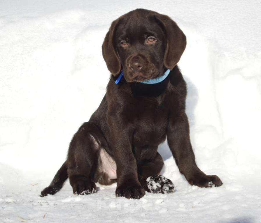 Собаки в Химках: Щенки лабрадора шоколадного окраса Мальчик, 70 000 руб. - фото 3