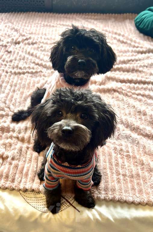 Собаки в Краснодаре: Два братика 🖤🩶 Мальтипу Ф1 Мальчик, 55 000 руб. - фото 4