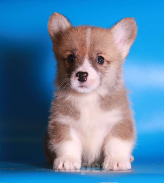 Собаки в Москве: вельш корги пемброк щекни Мальчик, 80 000 руб. - фото 5