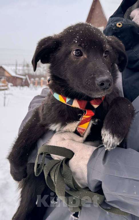 Собаки в Уфе: Щенок Мальчик, 300 руб. - фото 2