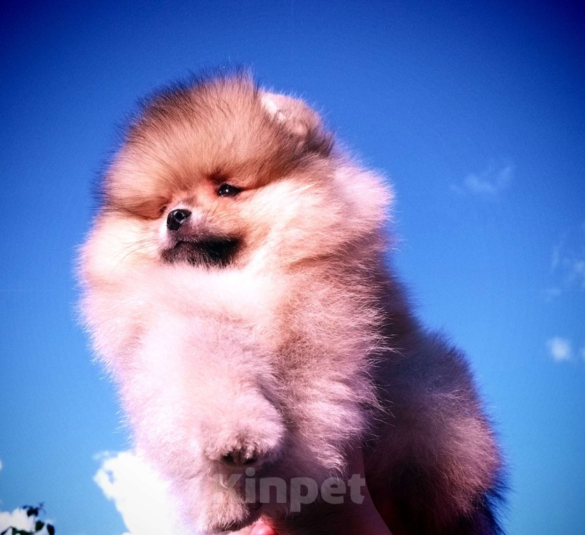 Собаки в Соликамске: Шпиц Мальчик, 50 000 руб. - фото 1