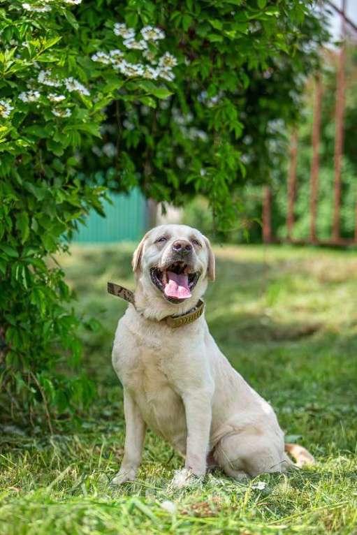 Собаки в Москве: Лабрадор Сева в добрые руки Мальчик, Бесплатно - фото 8