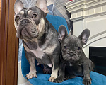 Собаки в Новошахтинске: Щенки французского бульдога Девочка, 80 000 руб. - фото 8