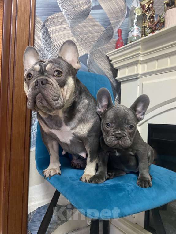 Собаки в Новошахтинске: Щенки французского бульдога Девочка, 80 000 руб. - фото 8