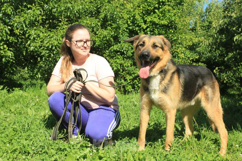 Собаки в Москве: Герман Мальчик, Бесплатно - фото 5