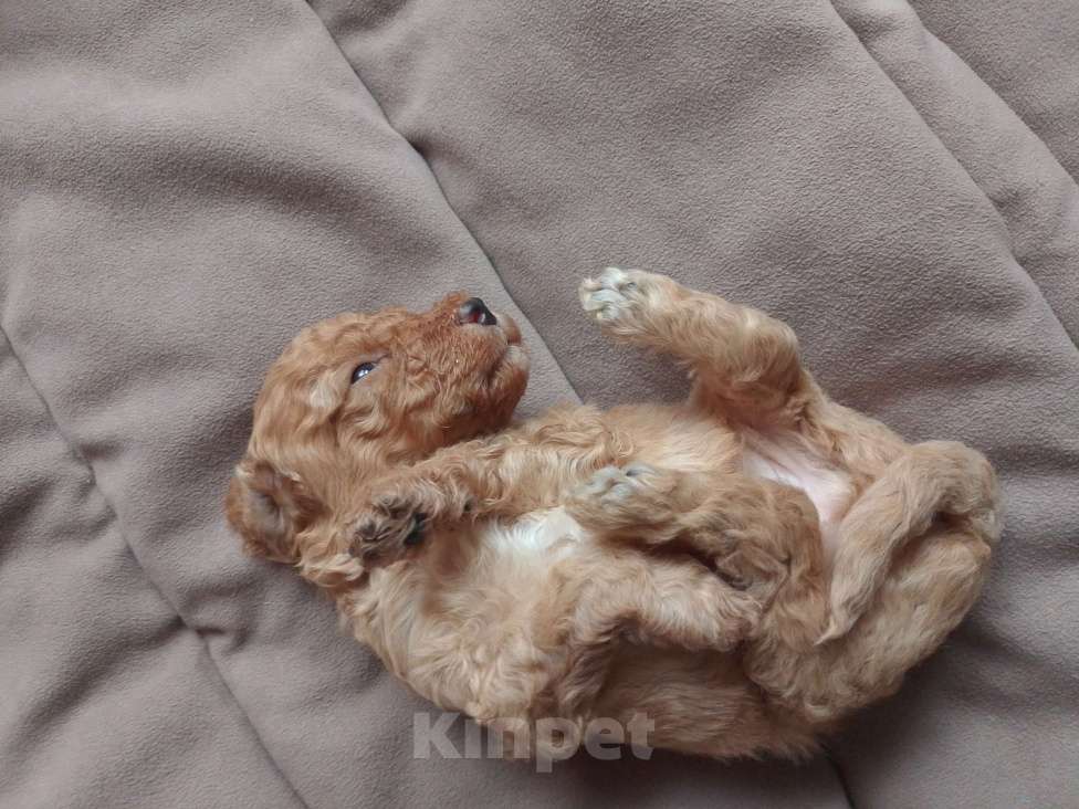 Собаки в Москве: Щенки малого пуделя Мальчик, 60 000 руб. - фото 3