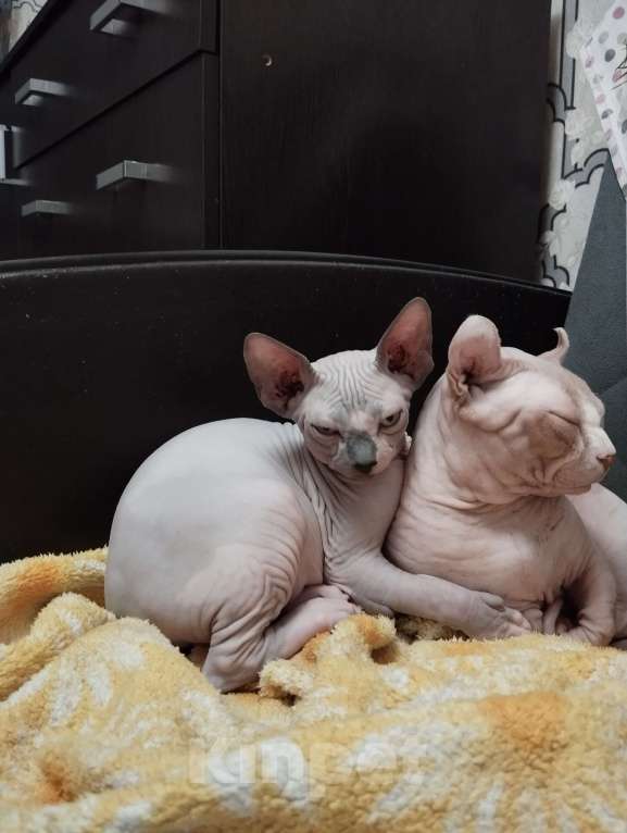 Кошки в Тутаеве: Бамбино мальчик Мальчик, Бесплатно - фото 1