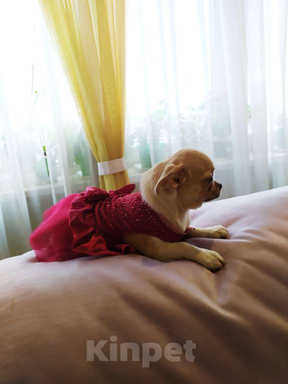 Собаки в Москве: крепкая породная сука Девочка, 60 000 руб. - фото 2