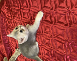 Кошки в Санкт-Петербурге: Котята шотландские Мальчик, Бесплатно - фото 3