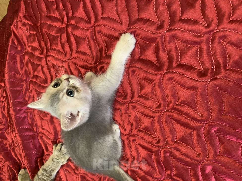 Кошки в Санкт-Петербурге: Котята шотландские Мальчик, Бесплатно - фото 3