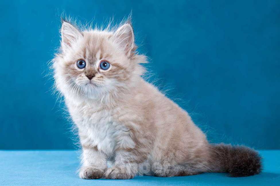 Кошки в Омске: Невские маскарадные котята Мальчик, 35 000 руб. - фото 1