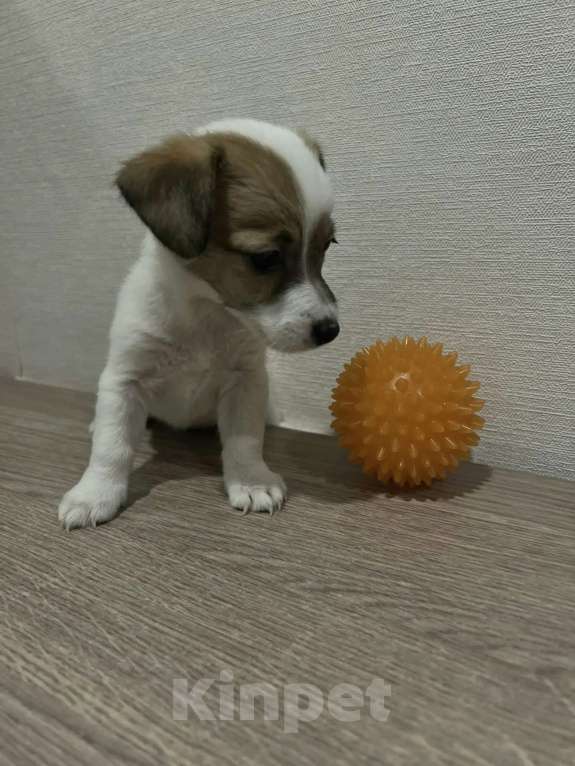 Собаки в Красноярске: Щенок джек Рассел терьер девочка Девочка, 18 000 руб. - фото 2