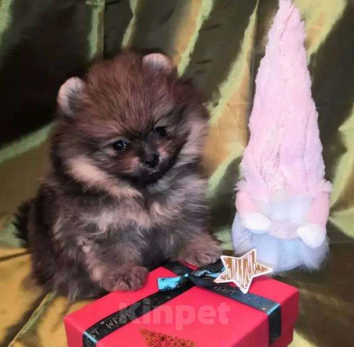 Собаки в Самаре: Щенки малыши Мальчик, Бесплатно - фото 3