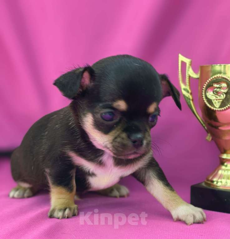 Собаки в Москве: Мальчик чихуахуа Мальчик, 35 000 руб. - фото 2