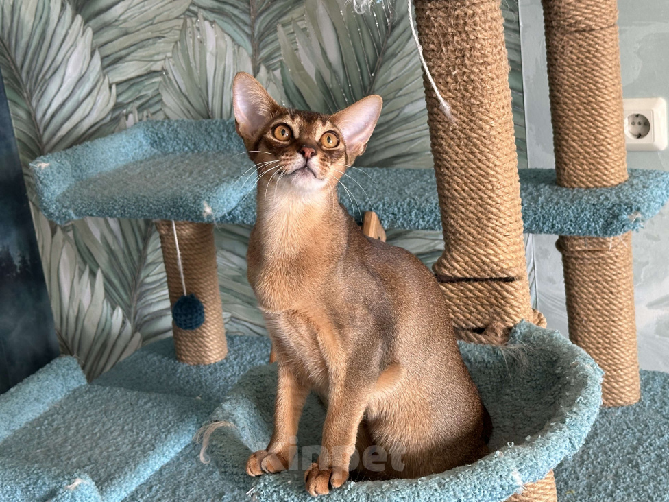 Кошки в Краснодаре: Абиссинский котик Мальчик, 25 000 руб. - фото 5