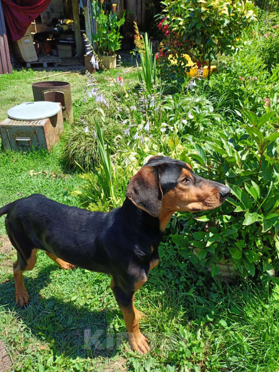 Собаки в Москве: Чудесная Тесла из Абхазии  Девочка, Бесплатно - фото 6