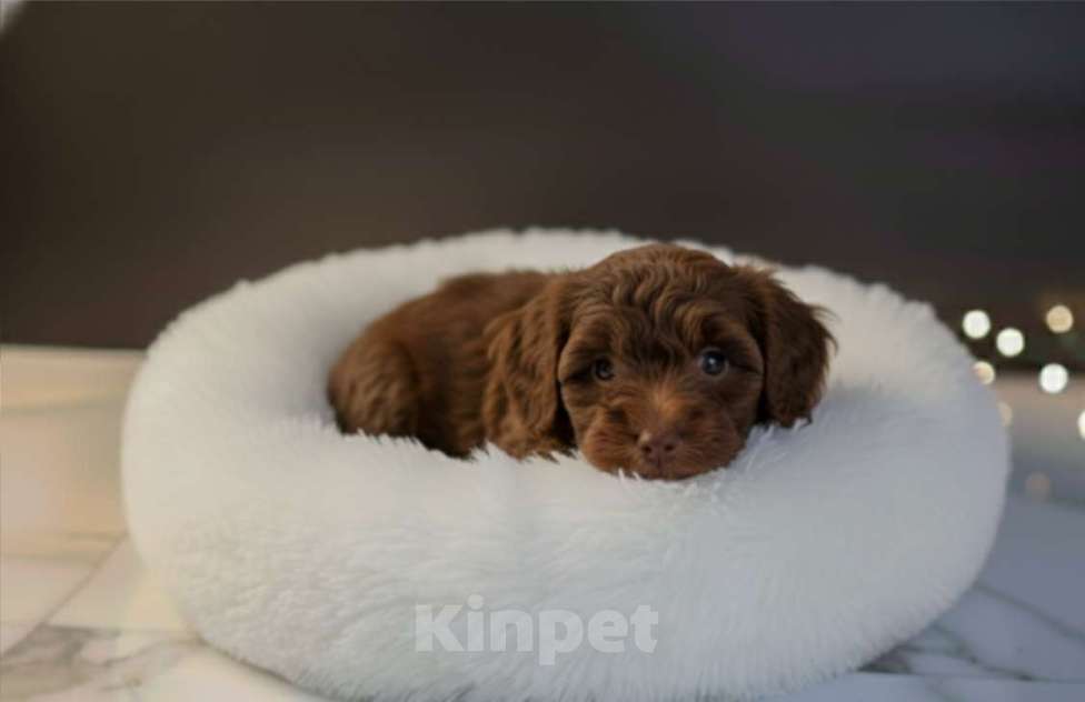 Собаки в Москве: Мальтипу F1 премиум мини Корея Девочка, 80 000 руб. - фото 3