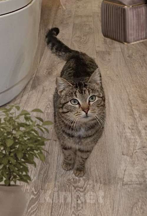 Кошки в Санкт-Петербурге: Котенок Пушик ищет дом Мальчик, Бесплатно - фото 1