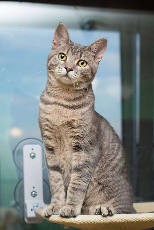 Кошки в Москве: Красавец серо-голубой котик-подросток Костя в добрые руки Мальчик, 1 руб. - фото 5