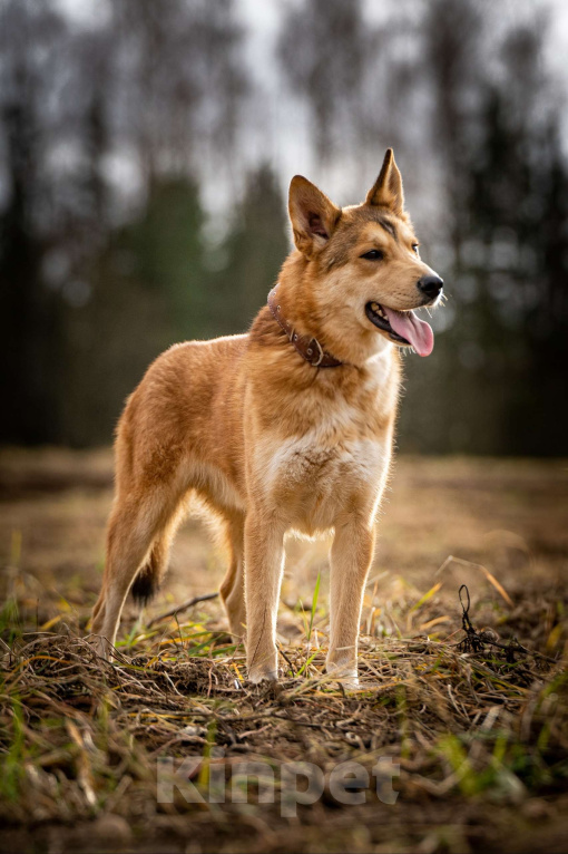 Собаки в Клине: Рико — пёс, созданный для людей Мальчик, Бесплатно - фото 5