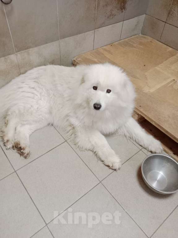 Собаки в Москве: Хонди Девочка, Бесплатно - фото 2