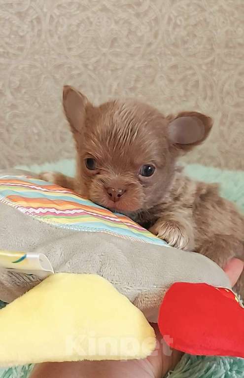 Собаки в Новосибирске: Мальчик Чихуахуа Мальчик, Бесплатно - фото 3