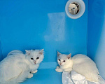 Кошки в Санкт-Петербурге: Ищем добрые руки трём беленьким котятам (двум мальчикам Снежку и Беляшу и одной девочке Белке) Мальчик, Бесплатно - фото 2