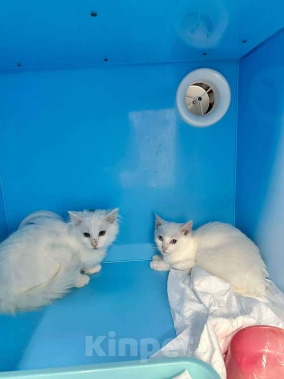 Кошки в Санкт-Петербурге: Ищем добрые руки трём беленьким котятам (двум мальчикам Снежку и Беляшу и одной девочке Белке) Мальчик, Бесплатно - фото 2