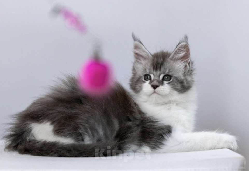 Кошки в других городах Ленинградской области: Мейн кун котята Девочка, 45 000 руб. - фото 4