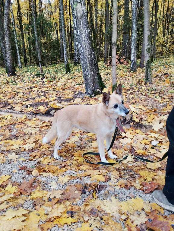 Собаки в Балашихе: Милая, скромная Леди Девочка, Бесплатно - фото 4