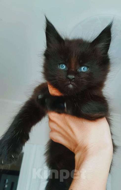 Кошки в Москве: Для предостередения людей от мошенника Девочка, 1 руб. - фото 2