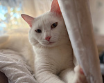 Кошки в Астрахани: Отдам кота Мальчик, Бесплатно - фото 5