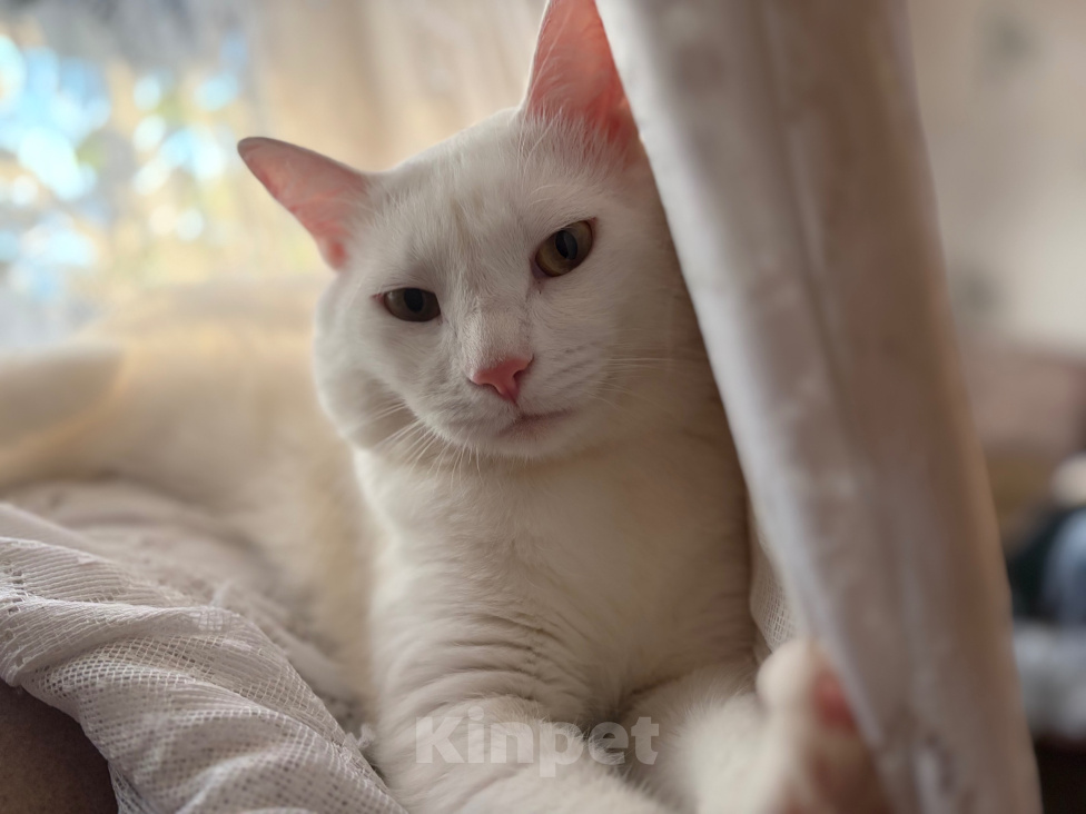 Кошки в Астрахани: Отдам кота Мальчик, Бесплатно - фото 5