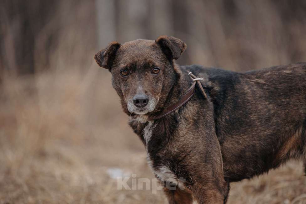 Собаки в Москве: Маленькая собачка в добрые руки Девочка, Бесплатно - фото 6