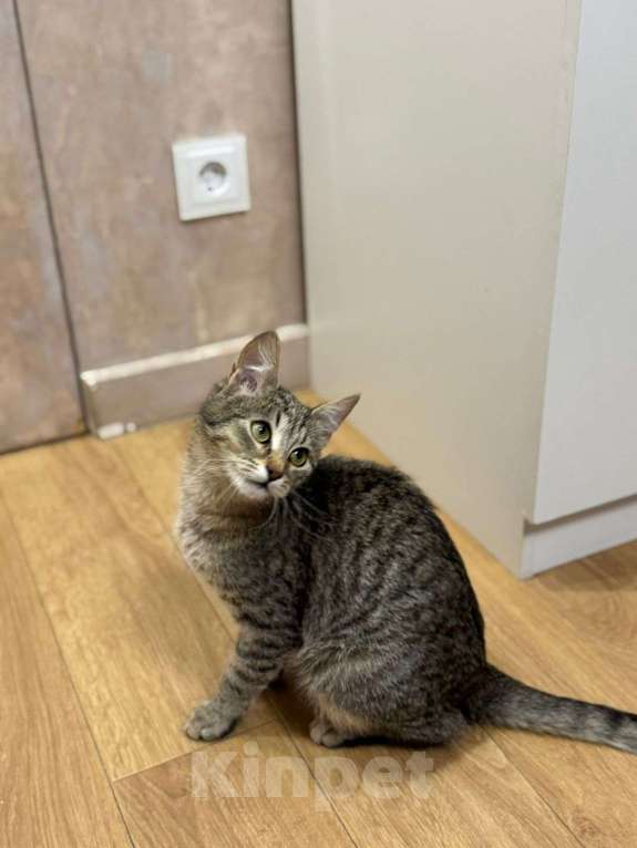 Кошки в Мытищах: Котенок Дымок в добрые руки Мальчик, Бесплатно - фото 2